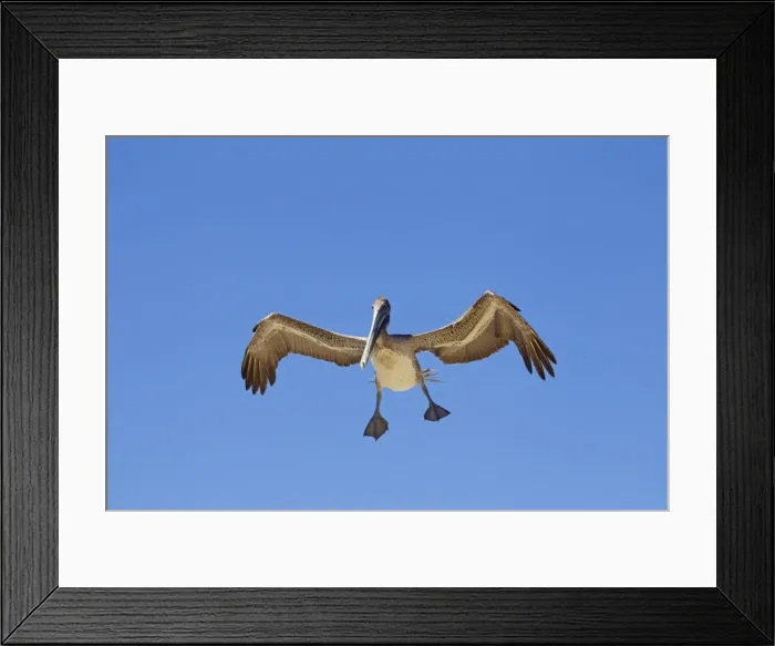 Framed Print : Picture No. 10897214 Framed Print : Picture No. 10897214