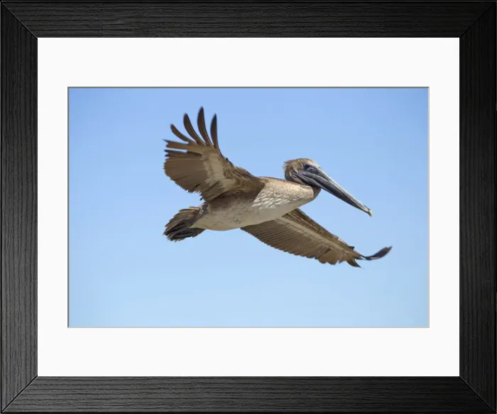 Framed Print : Picture No. 10897217 Framed Print : Picture No. 10897217