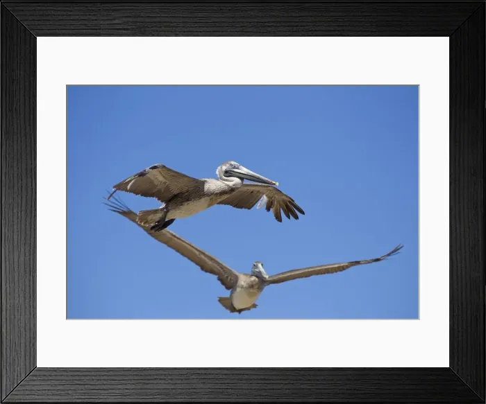 Framed Print : Picture No. 10897218 Framed Print : Picture No. 10897218