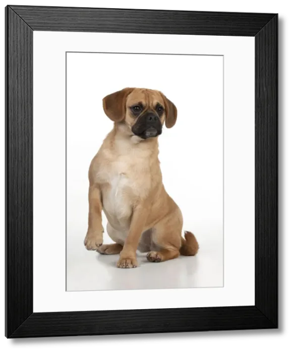 Framed Print : Picture No. 10897278 Framed Print : Picture No. 10897278
