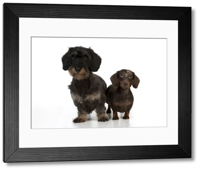 Framed Print : Picture No. 10897281 Framed Print : Picture No. 10897281