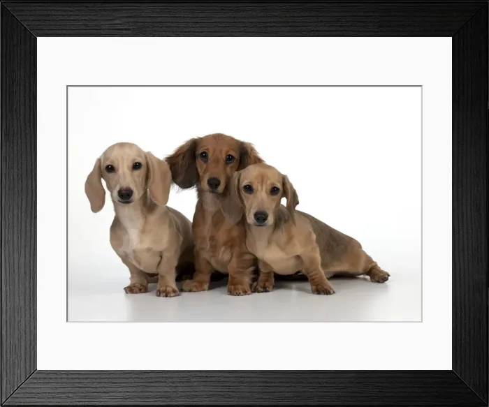 Framed Print : Picture No. 10897283 Framed Print : Picture No. 10897283