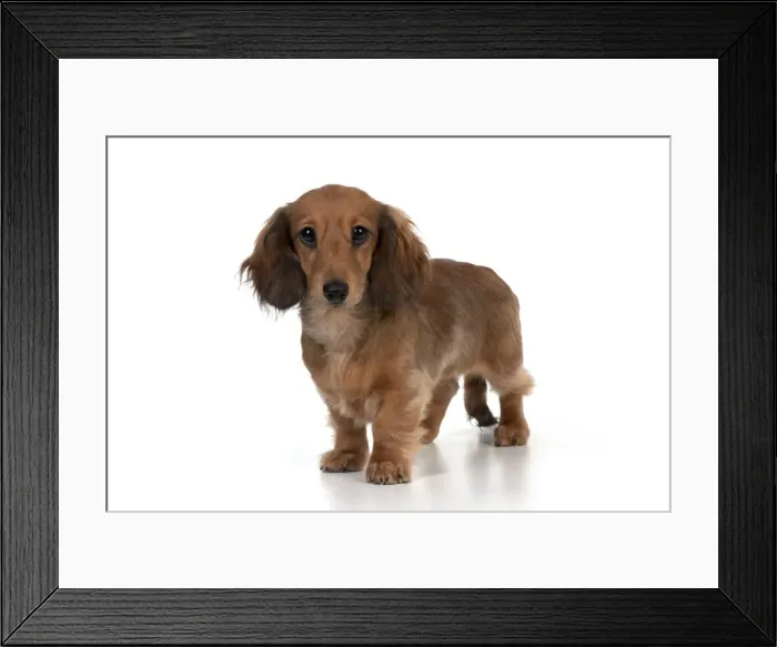 Framed Print : Picture No. 10897284 Framed Print : Picture No. 10897284