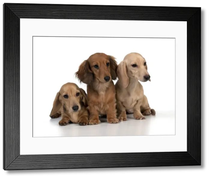 Framed Print : Picture No. 10897286 Framed Print : Picture No. 10897286