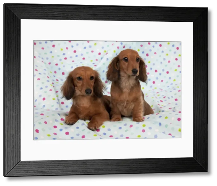 Framed Print : Picture No. 10897292 Framed Print : Picture No. 10897292