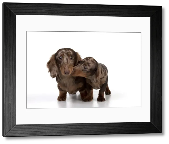 Framed Print : Picture No. 10897288 Framed Print : Picture No. 10897288