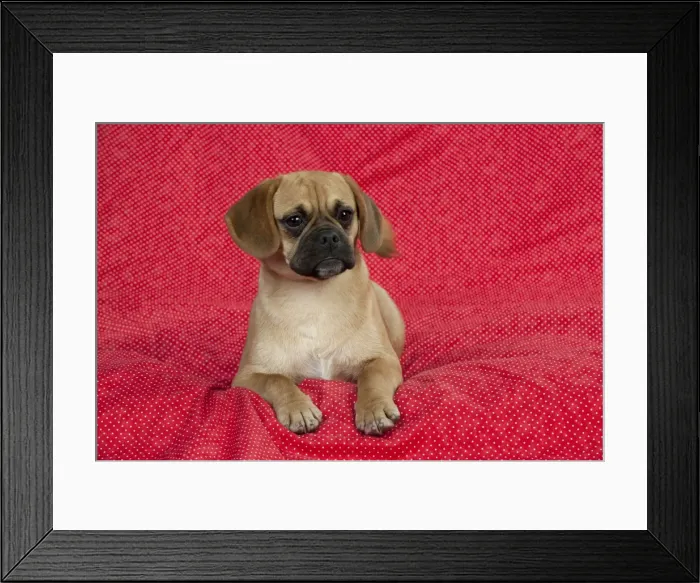 Framed Print : Picture No. 10897297 Framed Print : Picture No. 10897297