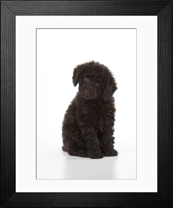 Framed Print : Picture No. 10897300 Framed Print : Picture No. 10897300
