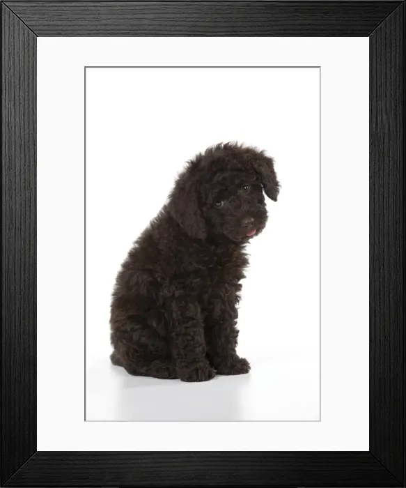 Framed Print : Picture No. 10897301 Framed Print : Picture No. 10897301
