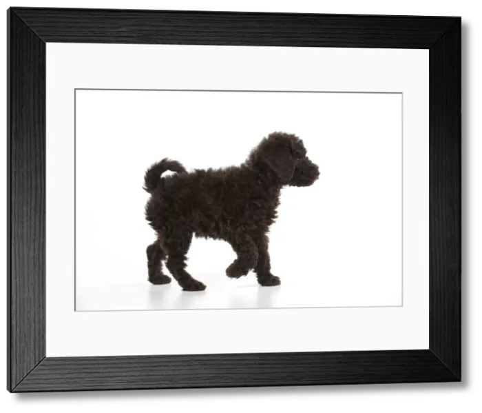 Framed Print : Picture No. 10897302 Framed Print : Picture No. 10897302