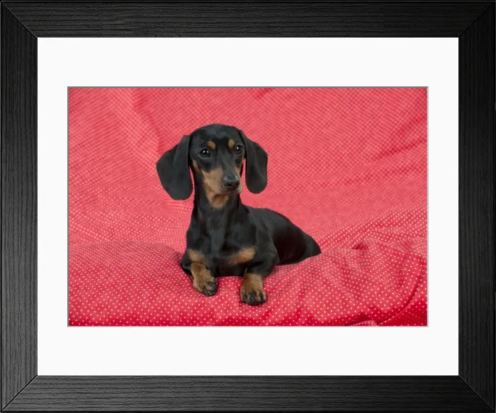 Framed Print : Picture No. 10897295 Framed Print : Picture No. 10897295
