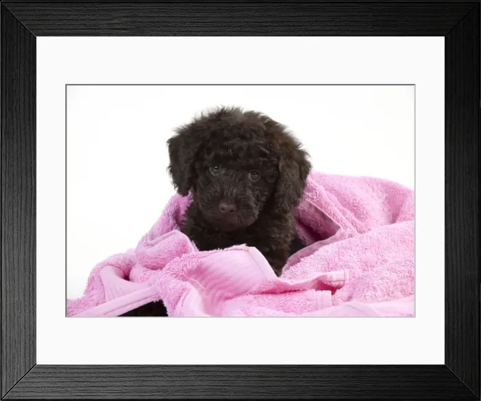 Framed Print : Picture No. 10897305 Framed Print : Picture No. 10897305