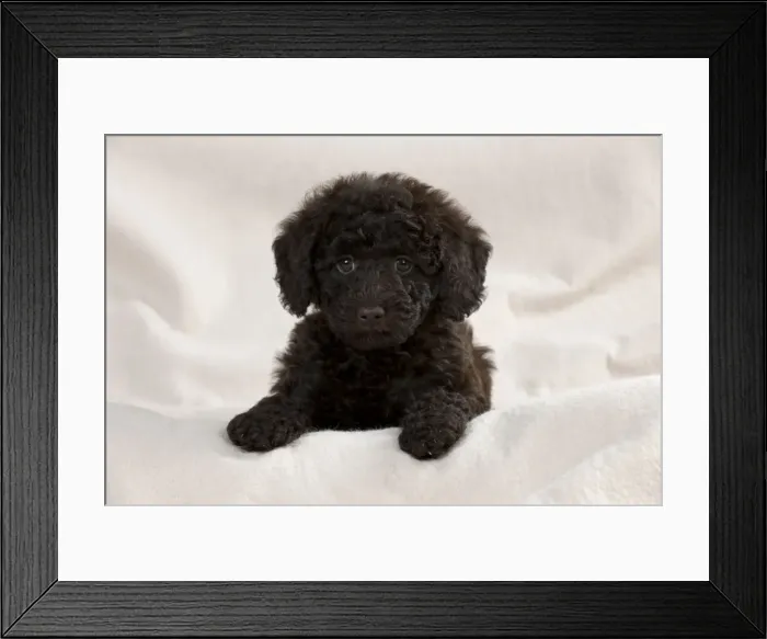 Framed Print : Picture No. 10897304