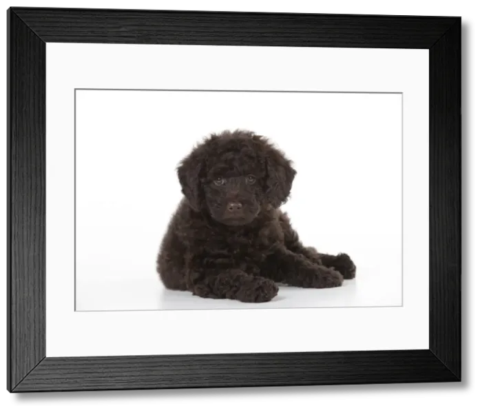 Framed Print : Picture No. 10897303 Framed Print : Picture No. 10897303