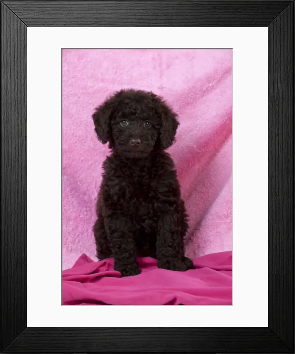 Framed Print : Picture No. 10897306 Framed Print : Picture No. 10897306