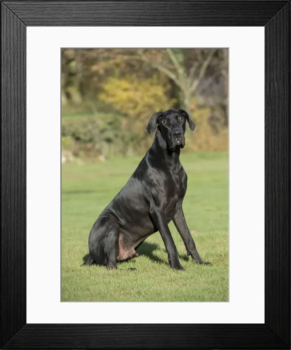 Framed Print : Picture No. 10897311 Framed Print : Picture No. 10897311