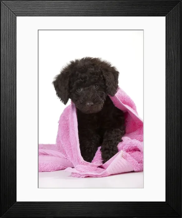 Framed Print : Picture No. 10897307 Framed Print : Picture No. 10897307