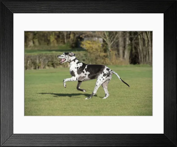 Framed Print : Picture No. 10897310 Framed Print : Picture No. 10897310