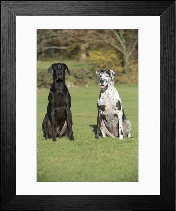 Framed Print : Picture No. 10897312 Framed Print : Picture No. 10897312