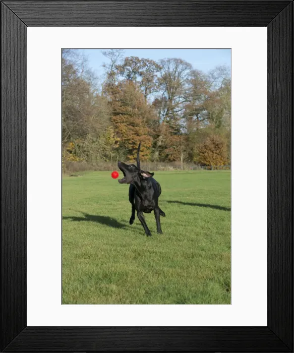 Framed Print : Picture No. 10897315 Framed Print : Picture No. 10897315