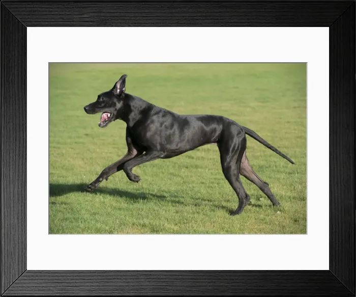 Framed Print : Picture No. 10897308 Framed Print : Picture No. 10897308