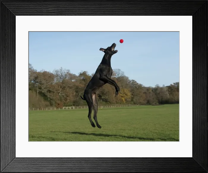 Framed Print : Picture No. 10897316 Framed Print : Picture No. 10897316