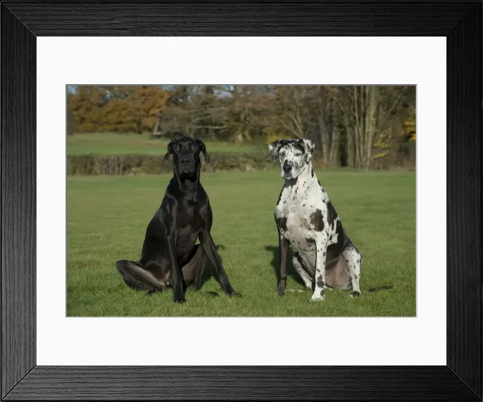 Framed Print : Picture No. 10897314