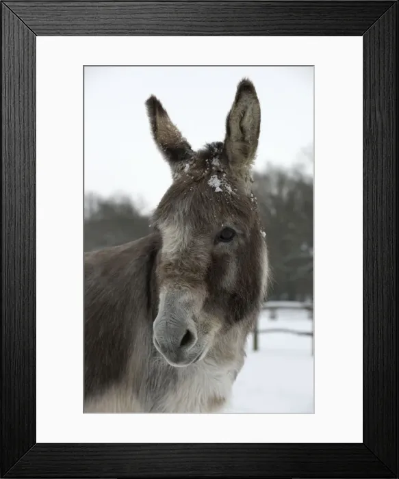 Framed Print : Picture No. 10897318 Framed Print : Picture No. 10897318