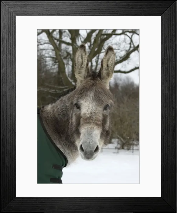 Framed Print : Picture No. 10897317 Framed Print : Picture No. 10897317