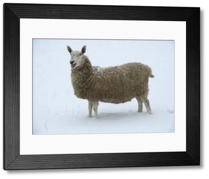 Framed Print : Picture No. 10897320 Framed Print : Picture No. 10897320