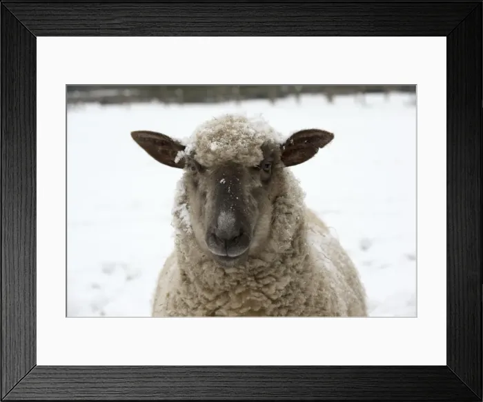 Framed Print : Picture No. 10897321 Framed Print : Picture No. 10897321