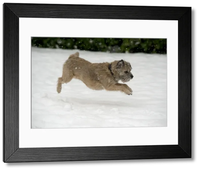 Framed Print : Picture No. 10897323 Framed Print : Picture No. 10897323