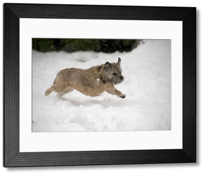 Framed Print : Picture No. 10897325 Framed Print : Picture No. 10897325