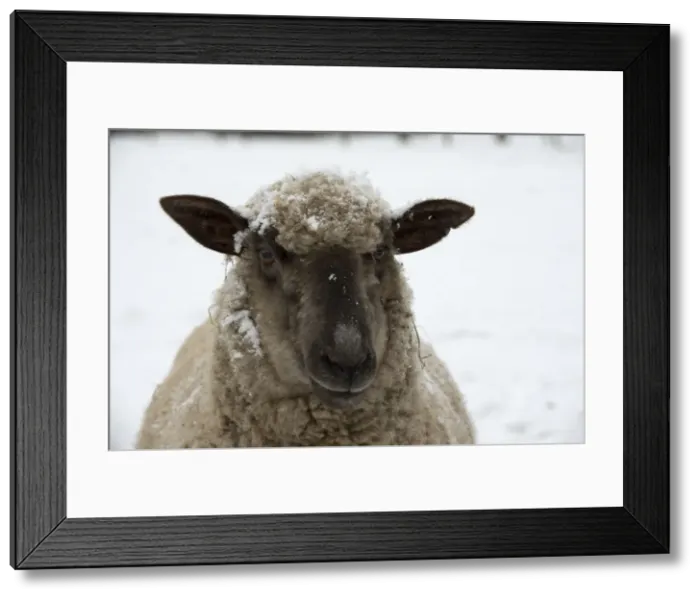 Framed Print : Picture No. 10897322 Framed Print : Picture No. 10897322