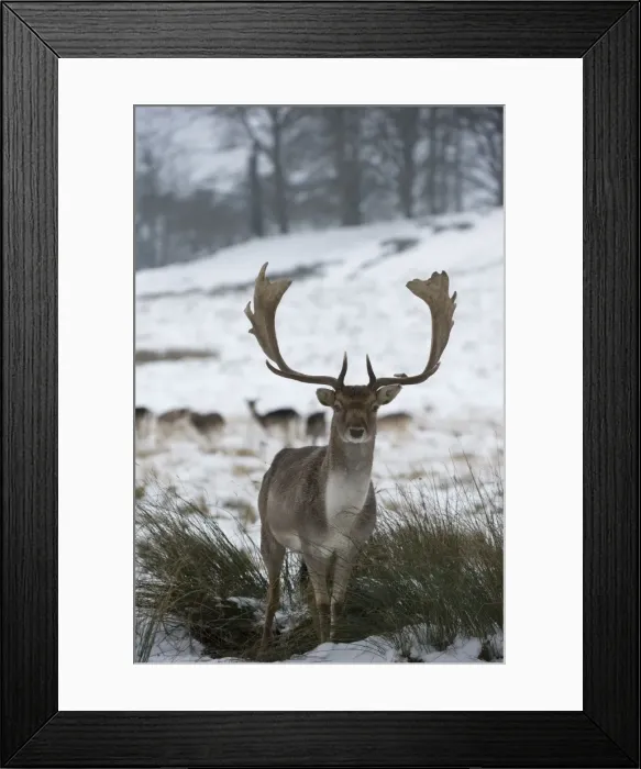 Framed Print : Picture No. 10897330 Framed Print : Picture No. 10897330