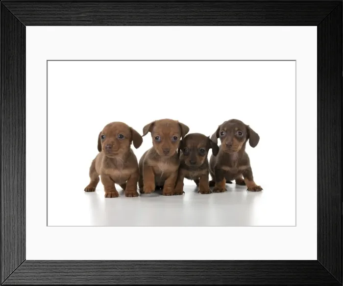 Framed Print : Picture No. 10897331 Framed Print : Picture No. 10897331
