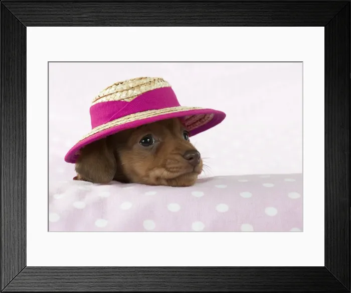 Framed Print : Picture No. 10897334 Framed Print : Picture No. 10897334