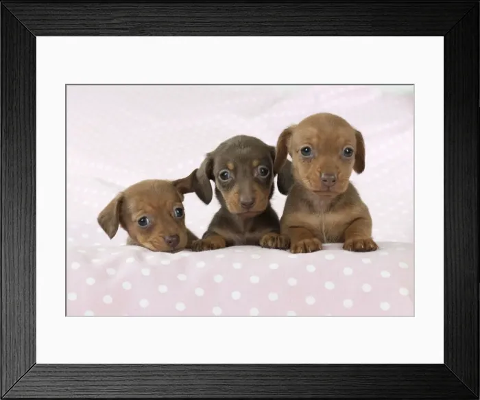 Framed Print : Picture No. 10897336 Framed Print : Picture No. 10897336