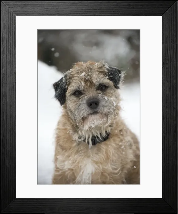 Framed Print : Picture No. 10897329