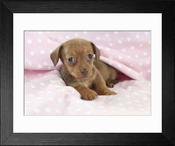 Framed Print : Picture No. 10897341 Framed Print : Picture No. 10897341