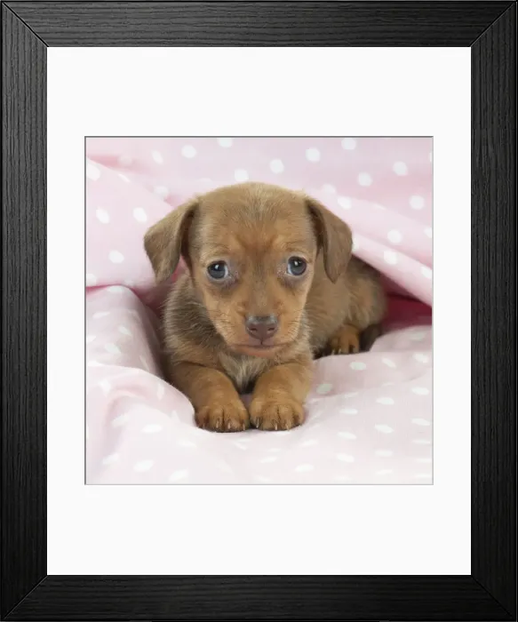 Framed Print : Picture No. 10897342 Framed Print : Picture No. 10897342