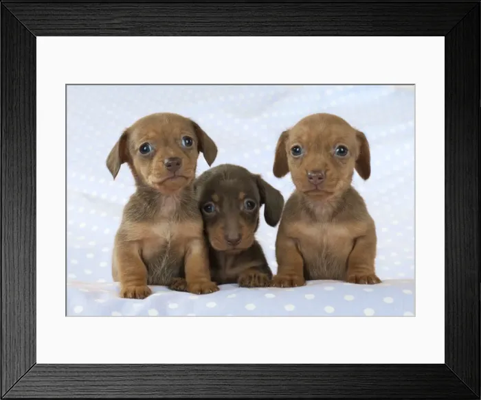 Framed Print : Picture No. 10897338 Framed Print : Picture No. 10897338