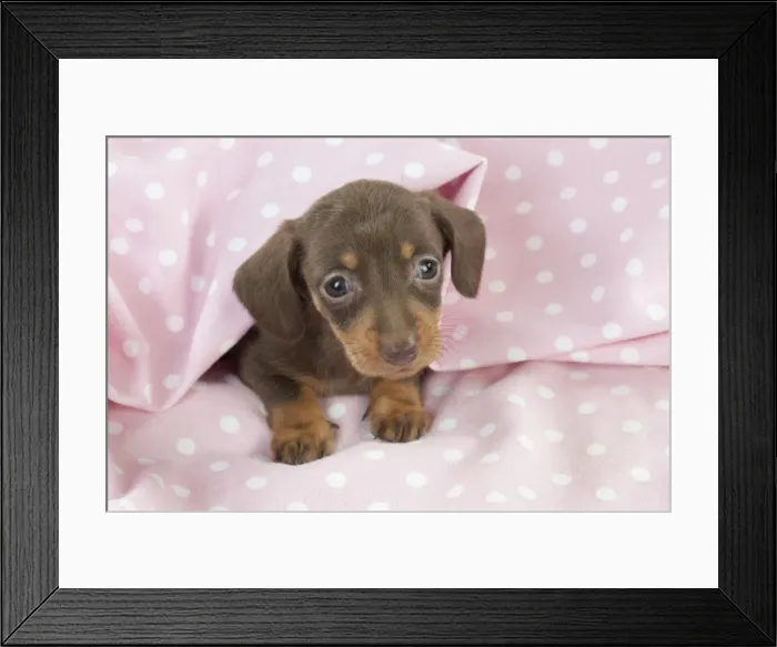 Framed Print : Picture No. 10897346 Framed Print : Picture No. 10897346