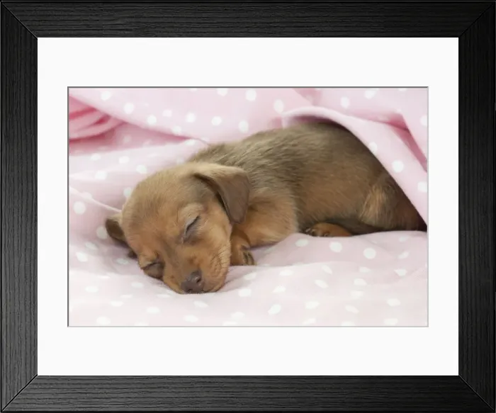 Framed Print : Picture No. 10897345 Framed Print : Picture No. 10897345