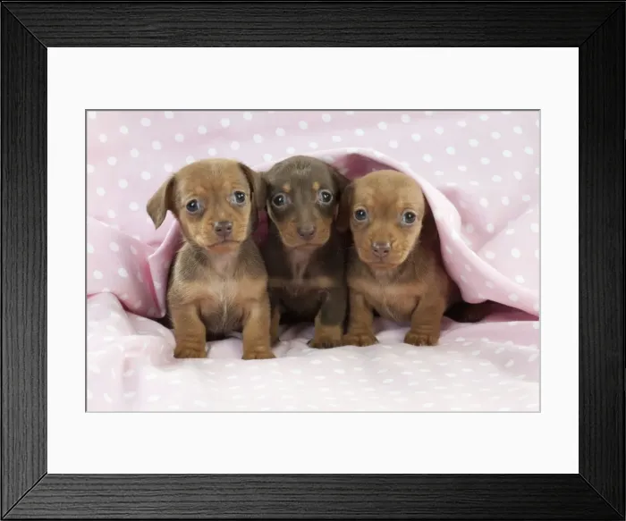Framed Print : Picture No. 10897340 Framed Print : Picture No. 10897340