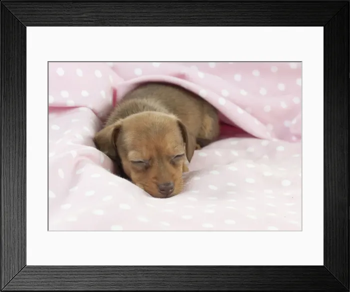 Framed Print : Picture No. 10897343 Framed Print : Picture No. 10897343