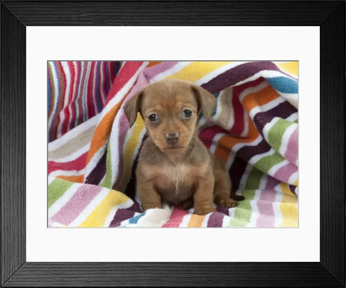 Framed Print : Picture No. 10897348 Framed Print : Picture No. 10897348
