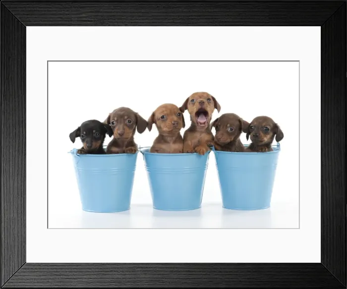 Framed Print : Picture No. 10897351 Framed Print : Picture No. 10897351
