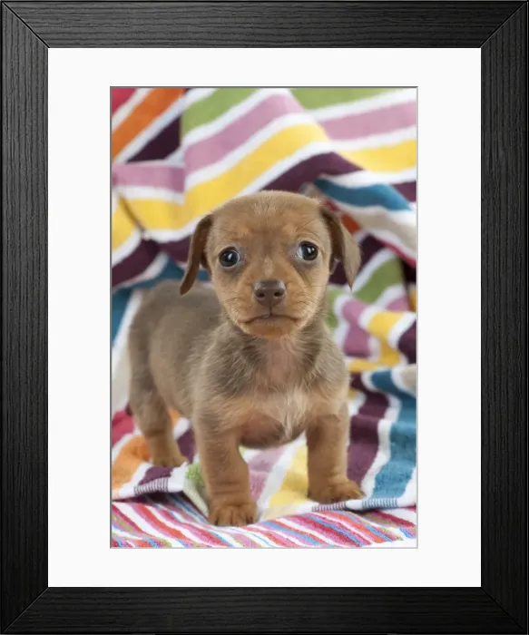 Framed Print : Picture No. 10897349 Framed Print : Picture No. 10897349