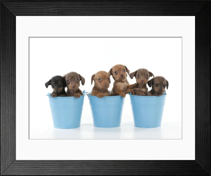 Framed Print : Picture No. 10897350 Framed Print : Picture No. 10897350